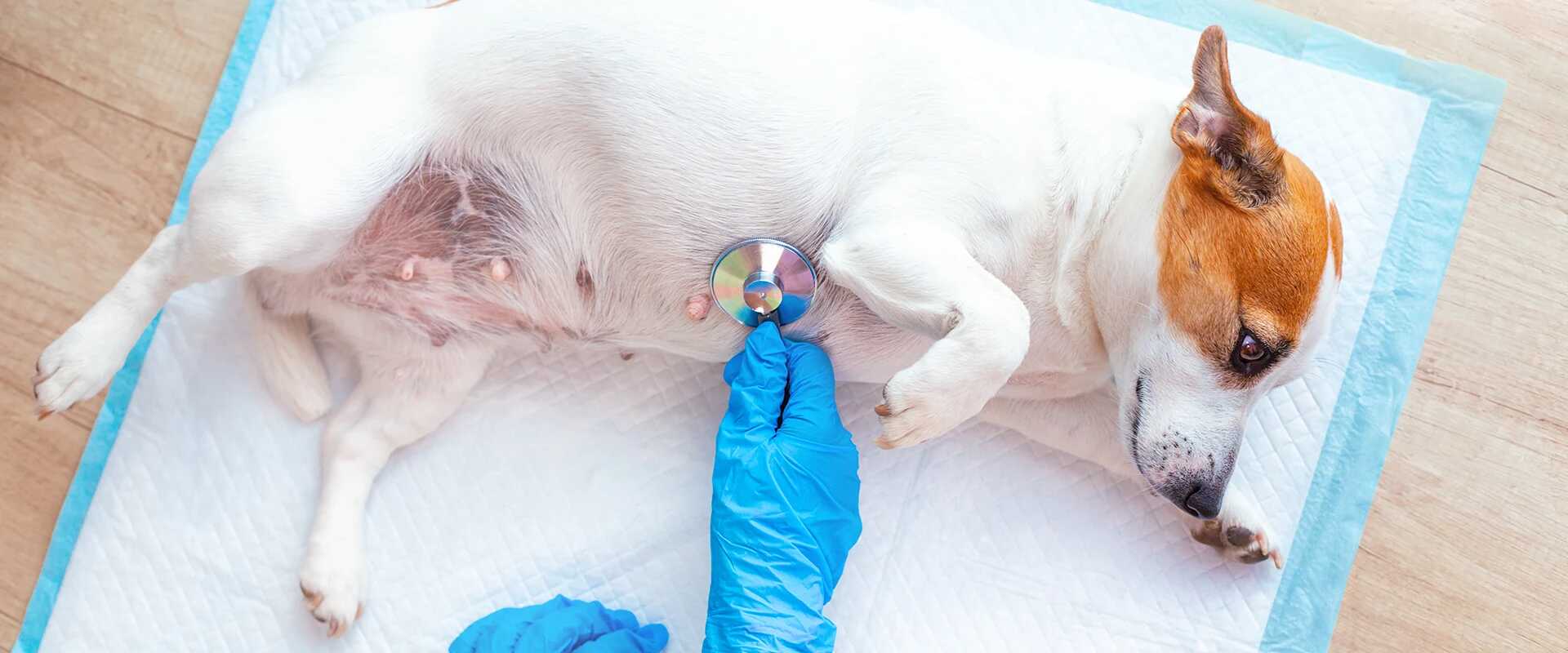 Nurse clinics for pets